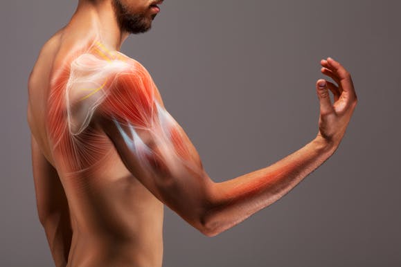 肩を形成する主要な骨と筋肉は 自重トレーニングで肩こりを解消しよう Tential テンシャル 公式オンラインストア